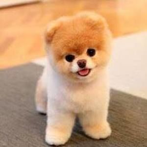 Meet your Posher, Jessie